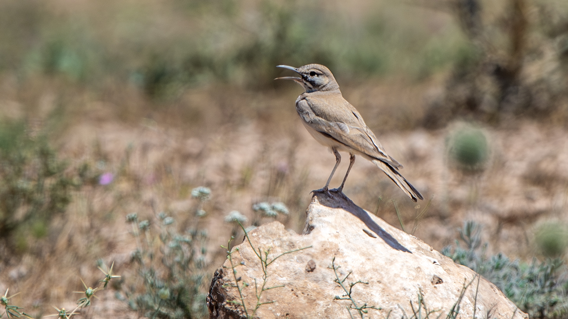 Greater Hoopoe-Lark